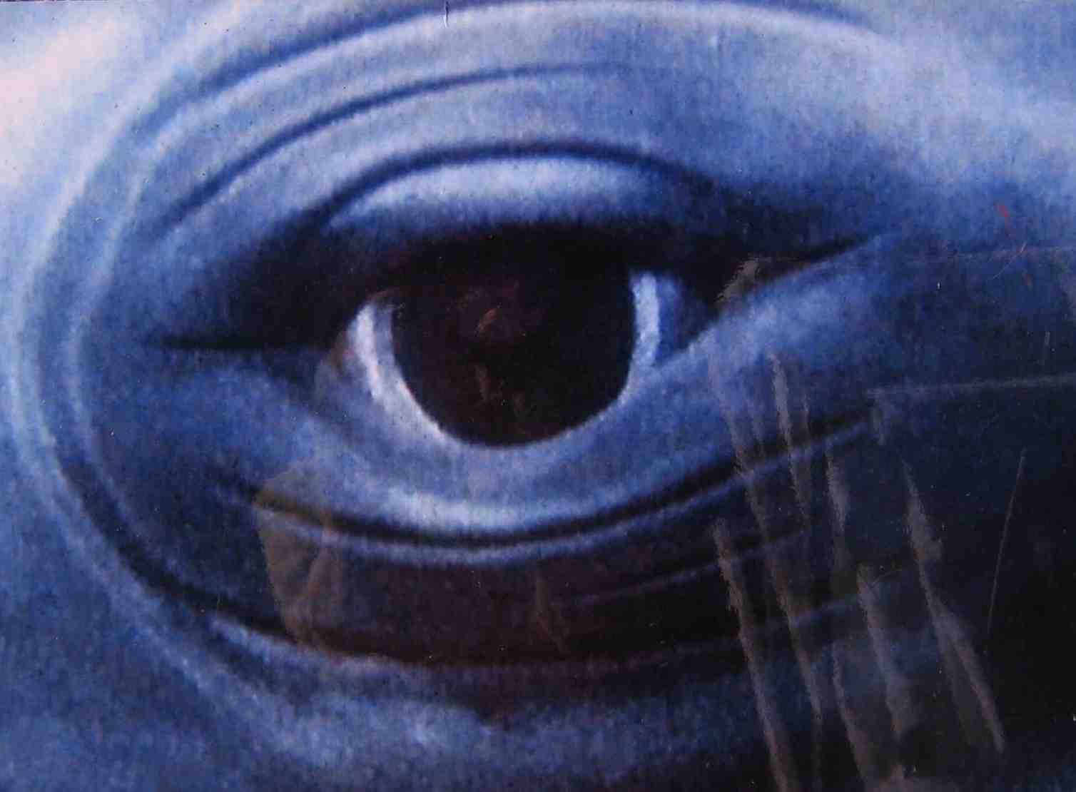 WD eye 1 55k.jpg